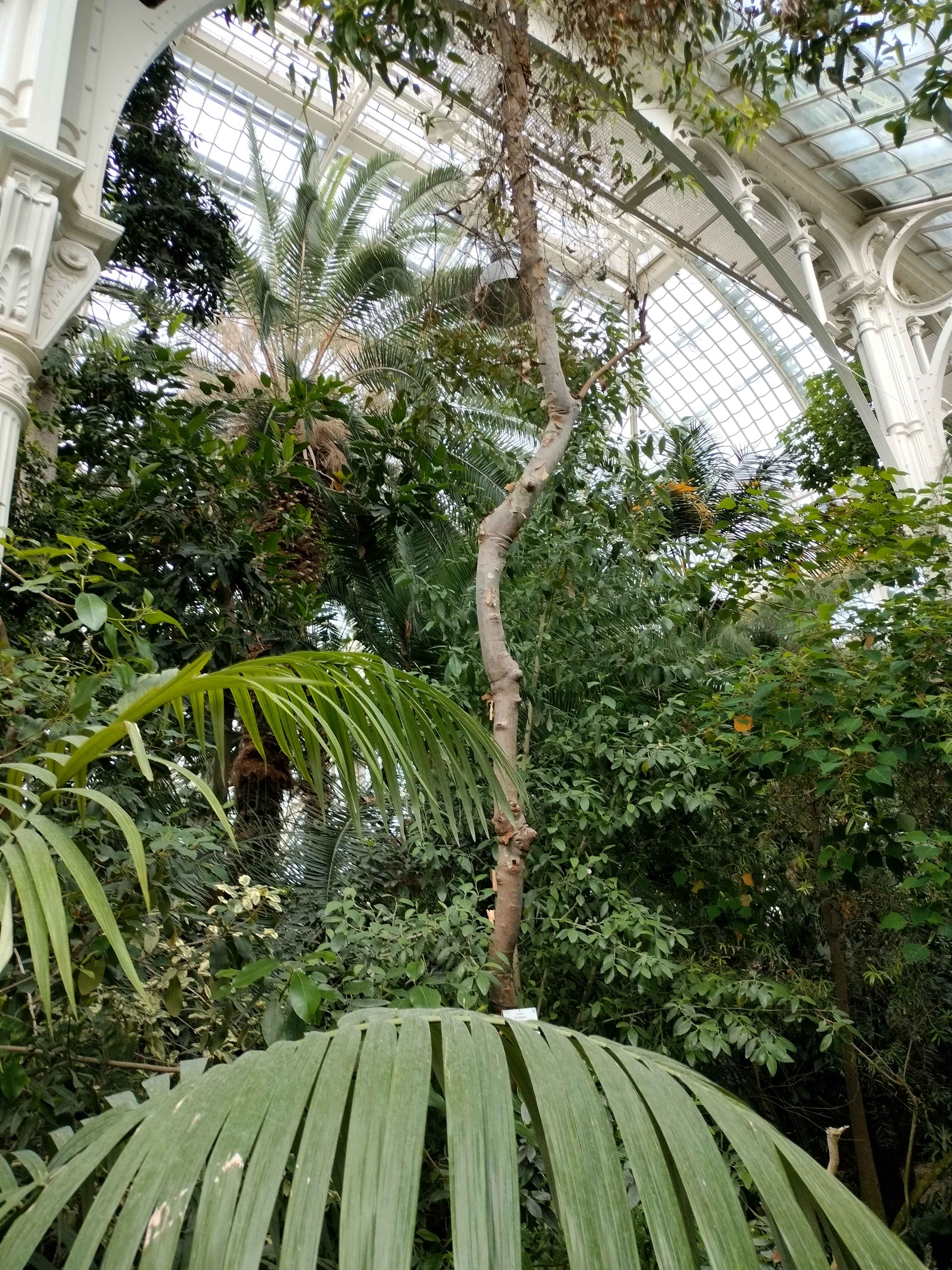 Palm Trees With Monument